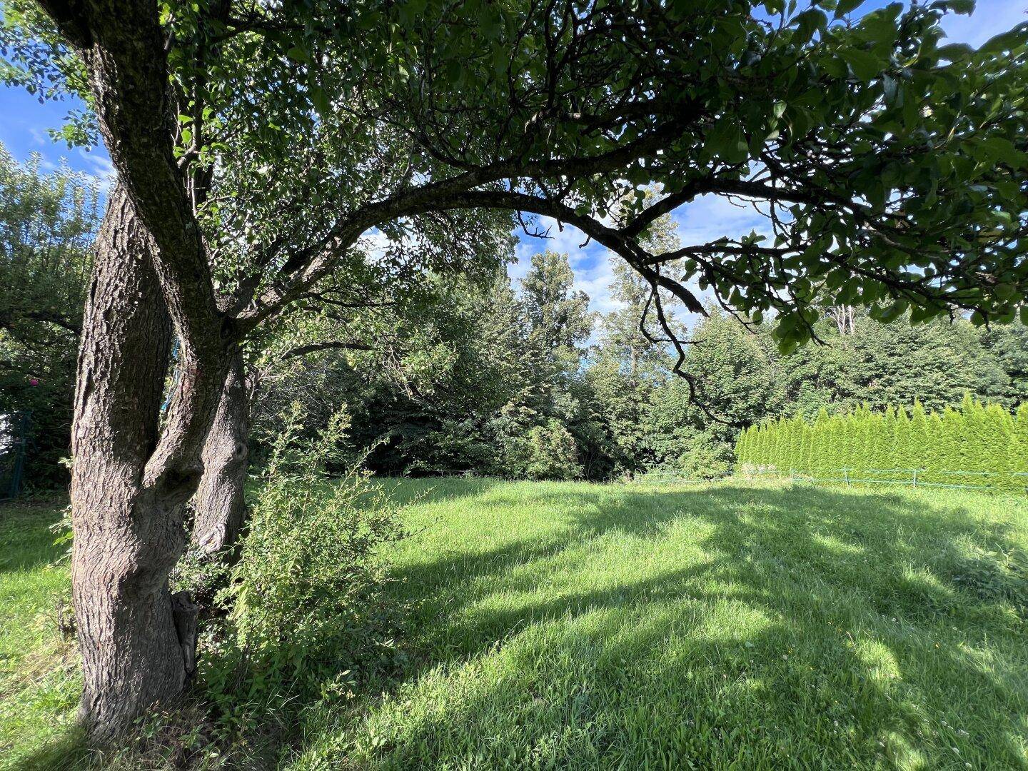 Alter Baum mit ausladenden Ästen spendet Schatten auf einer sonnigen Wiese.