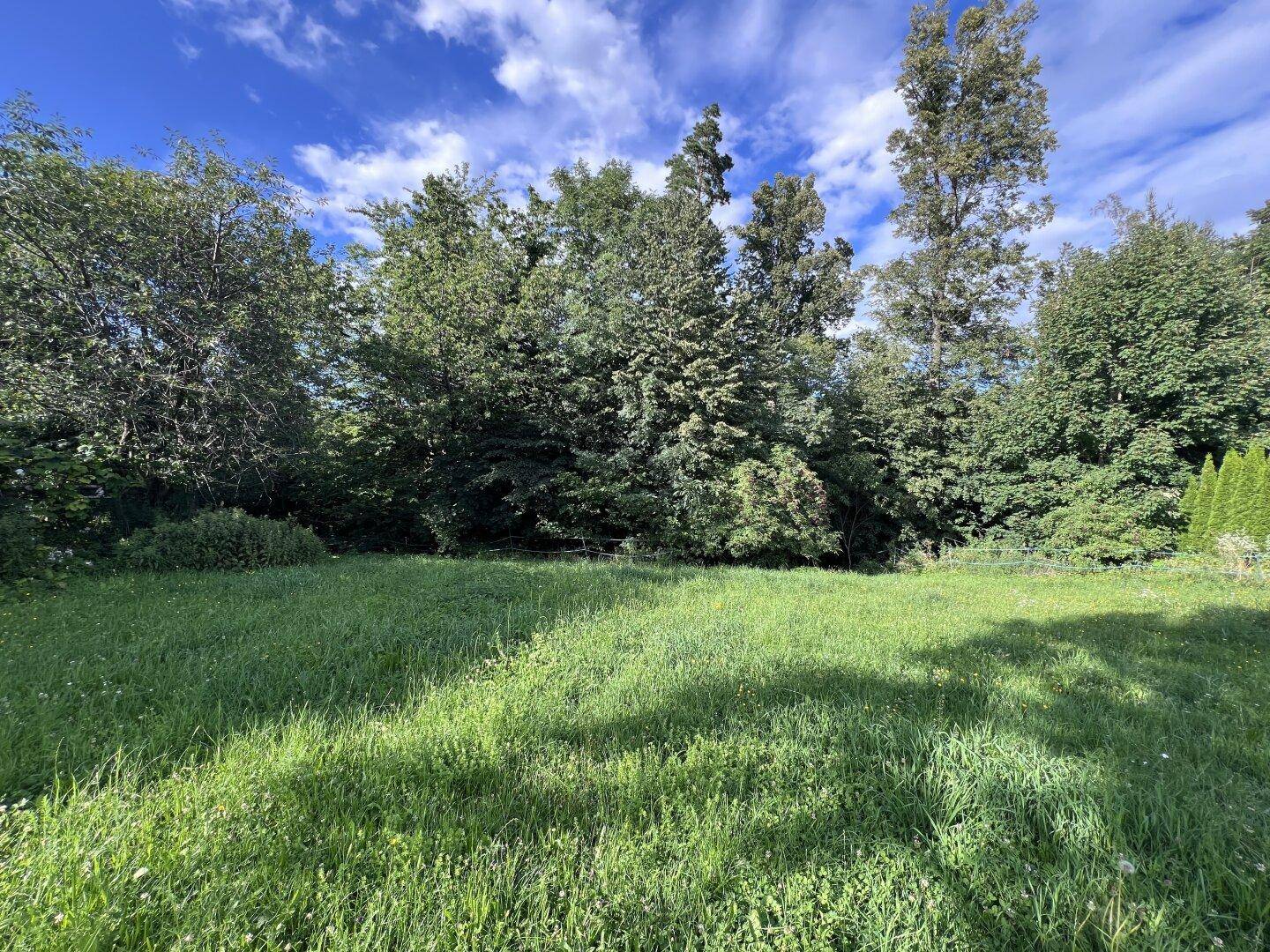 Weitläufige Wiese mit dichtem Baumbestand im Hintergrund unter einem klaren Himmel.