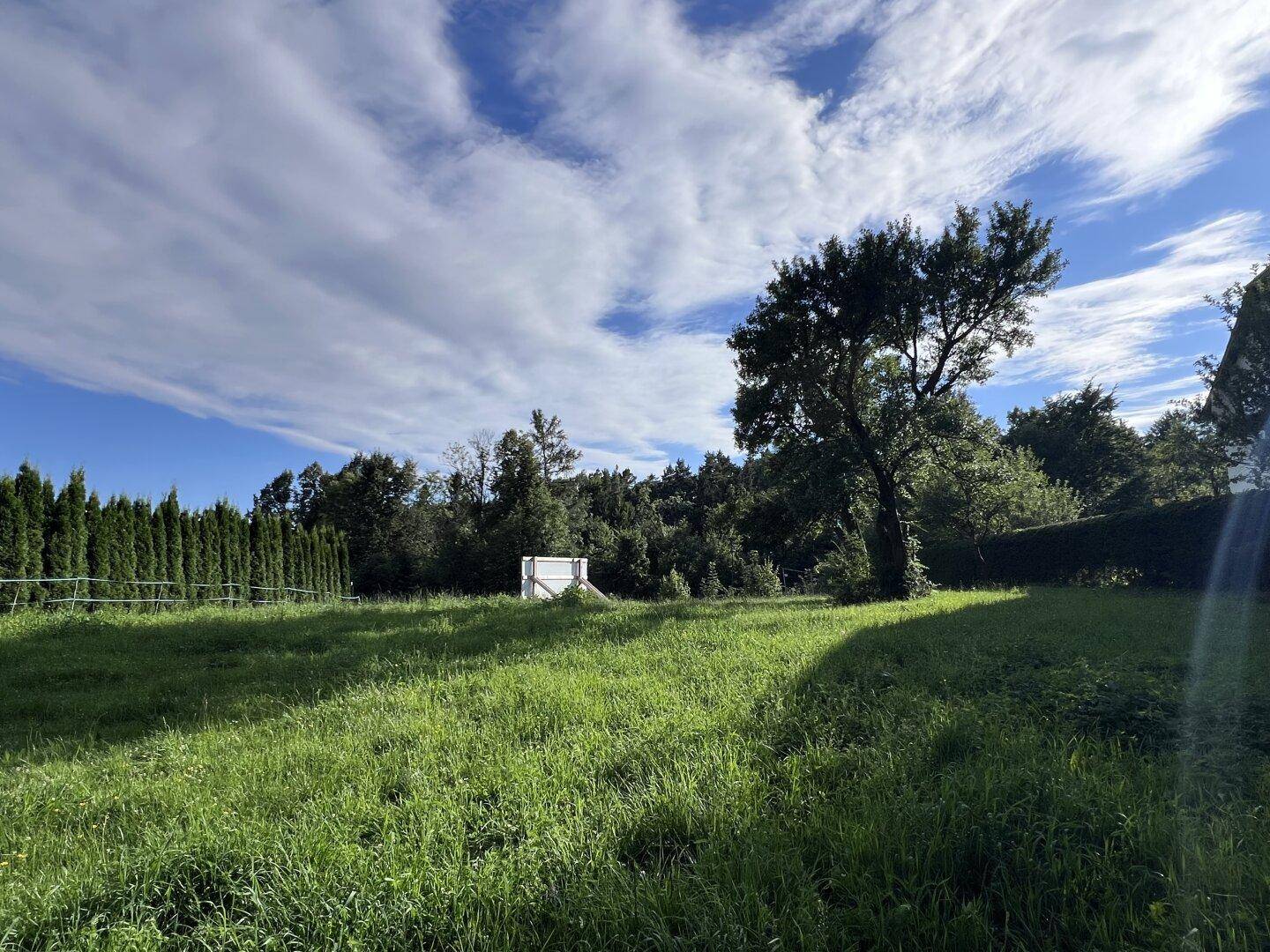 Sonnige Grünfläche mit üppigem Gras und umgebenden Bäumen unter blauem Himmel.