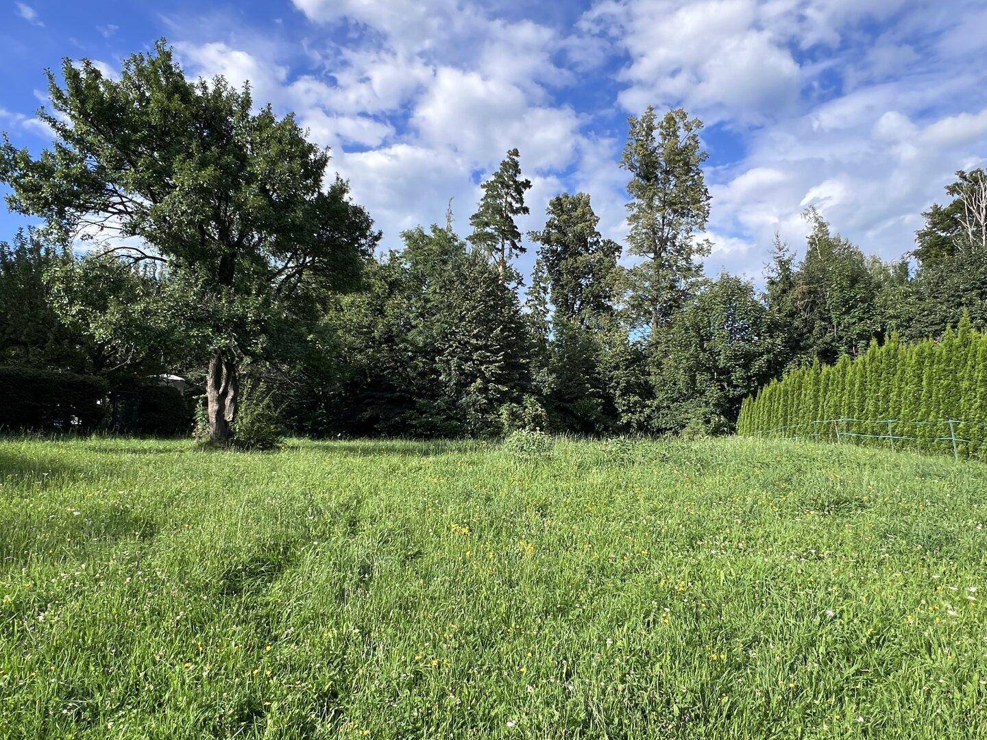Grünes Baugrundstück mit hohen Bäumen und einer Hecke im Hintergrund unter blauem Himmel.