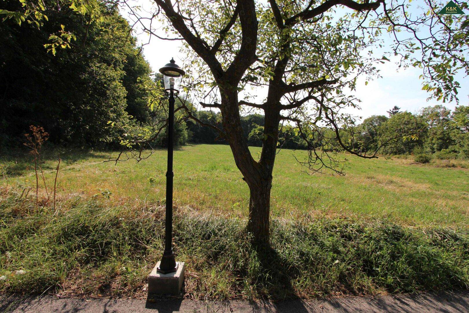 Weitläufige grüne Wiese mit einem einzelnen Baum und einer historischen Laterne.