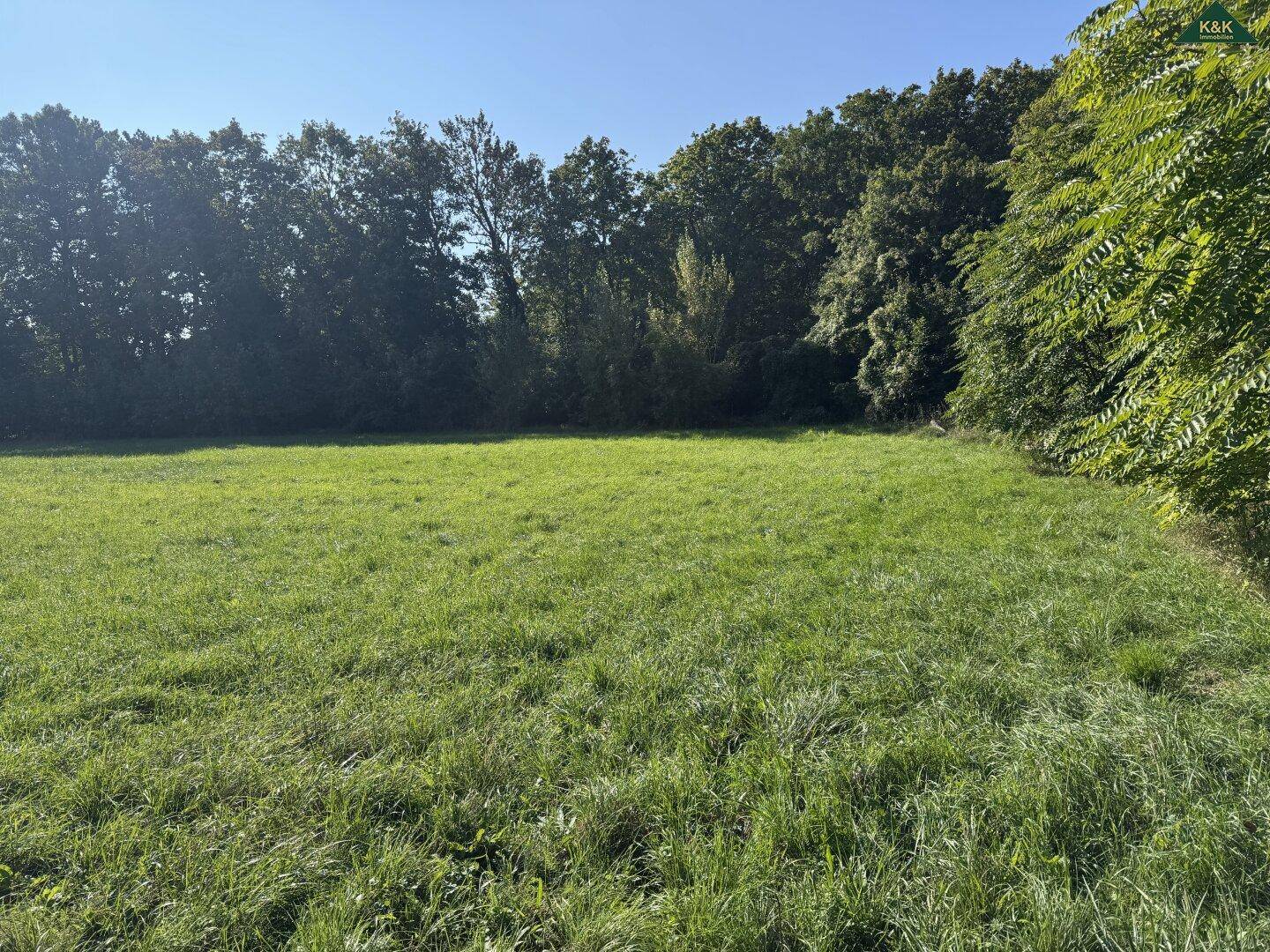 Sonnige Grünfläche mit dichtem Gras und bewaldetem Hintergrund unter klarem Himmel.
