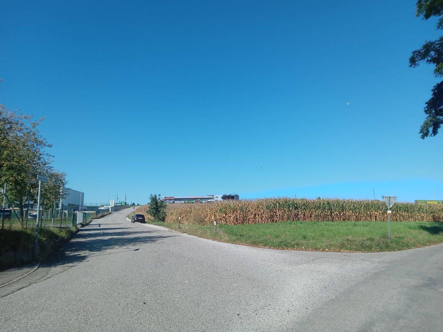Straße führt durch ein Maisfeld mit Industriegebäuden in der Ferne unter einem klaren, blauen Himmel.