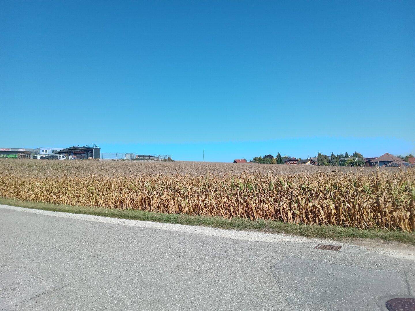 Weitläufiges Maisfeld unter einem strahlend blauen Himmel mit Häusern und Gebäuden am Horizont.