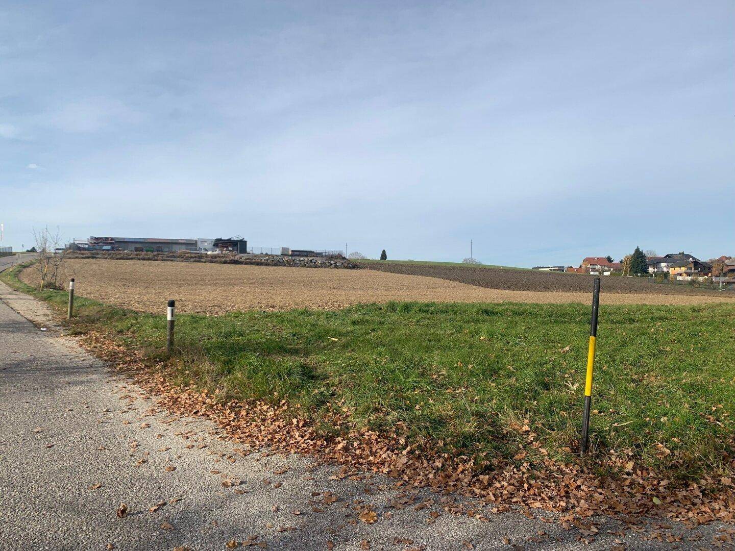 Landschaftsbild mit einem Feld, einer Straße und Häusern in der Ferne, umgeben von herbstlichem Laub.
