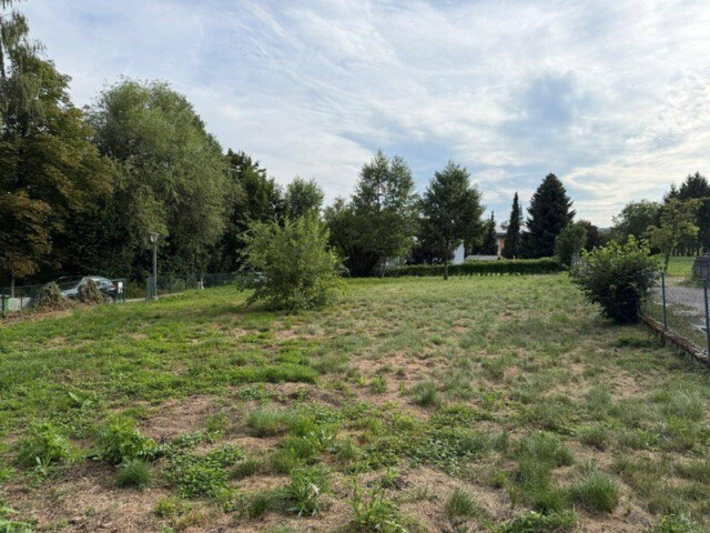 Offene Grünfläche mit vereinzelten Bäumen und Sträuchern, umgeben von weiterer Vegetation.
