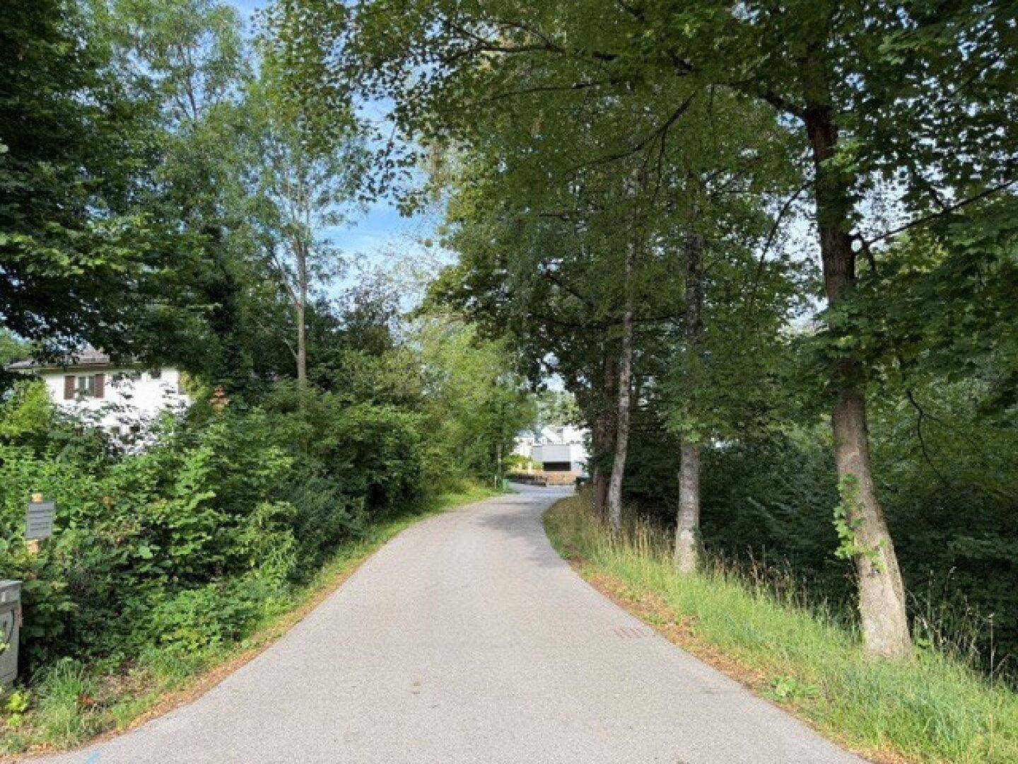 Landstraße umgeben von hohen Bäumen und üppiger Vegetation, mit einem Haus im Hintergrund.