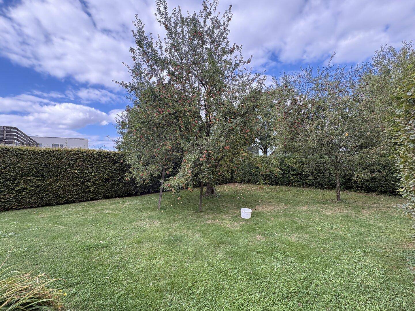 Grüner Garten mit Rasenfläche, mehreren Obstbäumen und einer hohen, gepflegten Hecke.