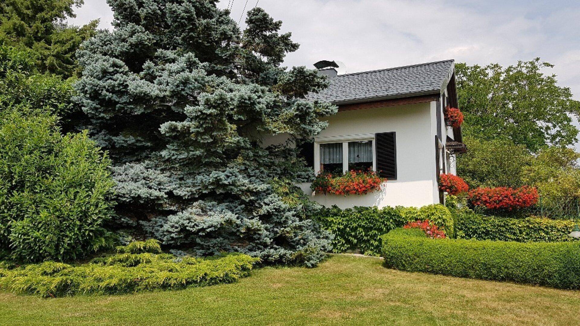 Seitliche Ansicht des Hauses mit großem Nadelbaum und gepflegtem Rasen im Vorgarten.