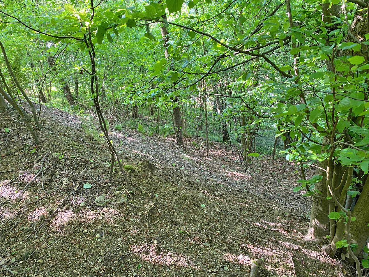 Eine bewaldete Hanglage mit dichtem Baumbestand und natürlicher Vegetation, die zum Grundstück gehört.