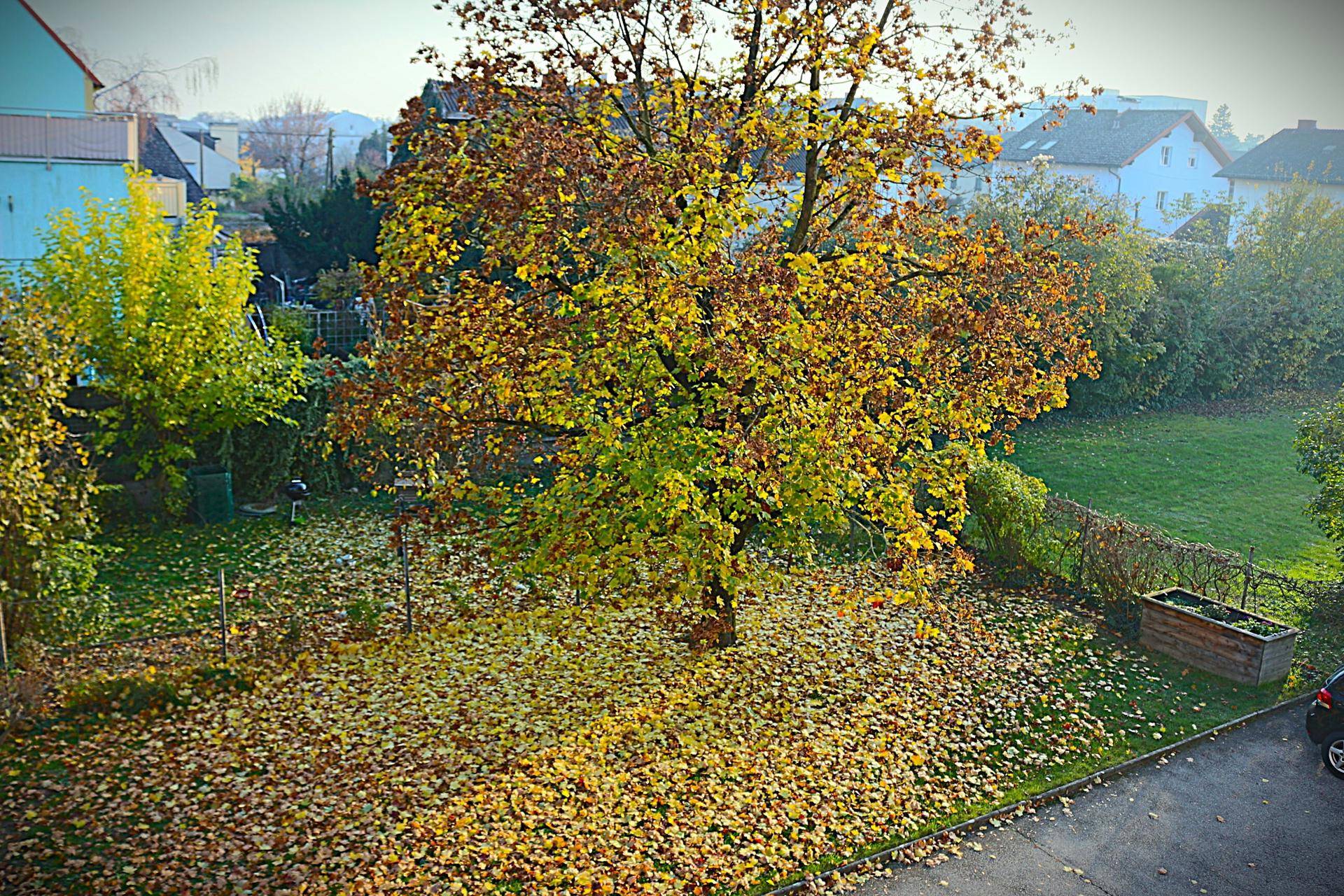 herbstlicher Garten