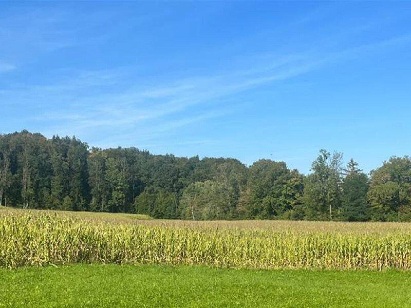 Weites Feld mit reifem Mais und dichtem Wald im Hintergrund unter einem klaren blauen Himmel.