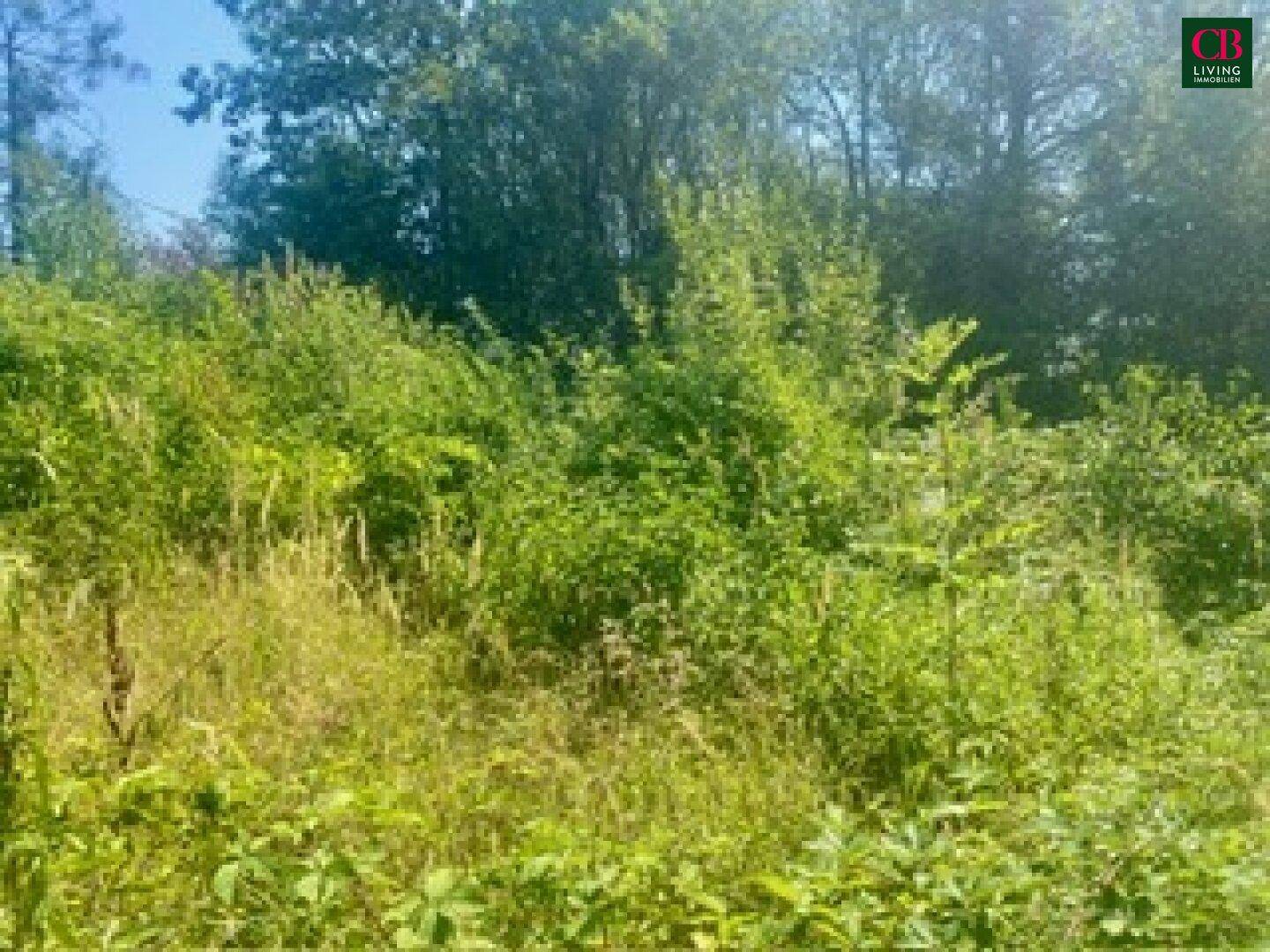 Grünes Grundstück mit vielfältiger Vegetation und Bäumen im Hintergrund an einem sonnigen Tag.