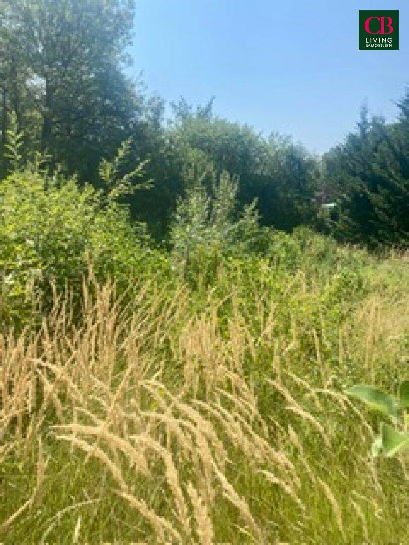 Ungepflegtes Grundstück mit hohem, trockenem Gras und dichter Vegetation im Hintergrund.