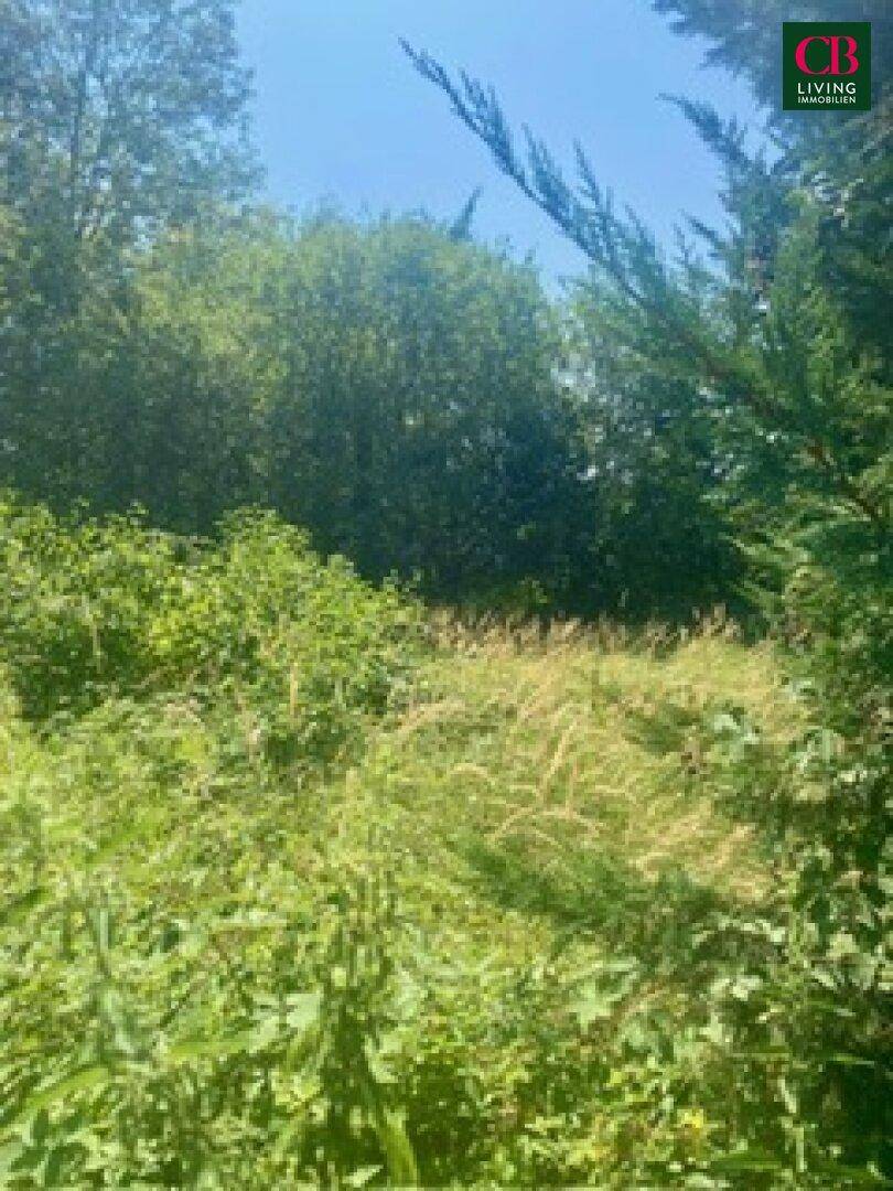 Naturbelassenes Grundstück mit hohem Gras und verschiedenen Pflanzen unter blauem Himmel.