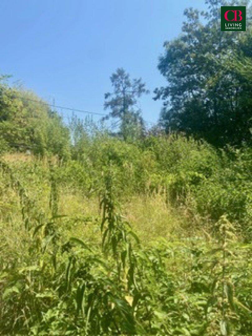 Wild bewachsenes Grundstück mit Bäumen und Sträuchern unter einem sonnigen Himmel.