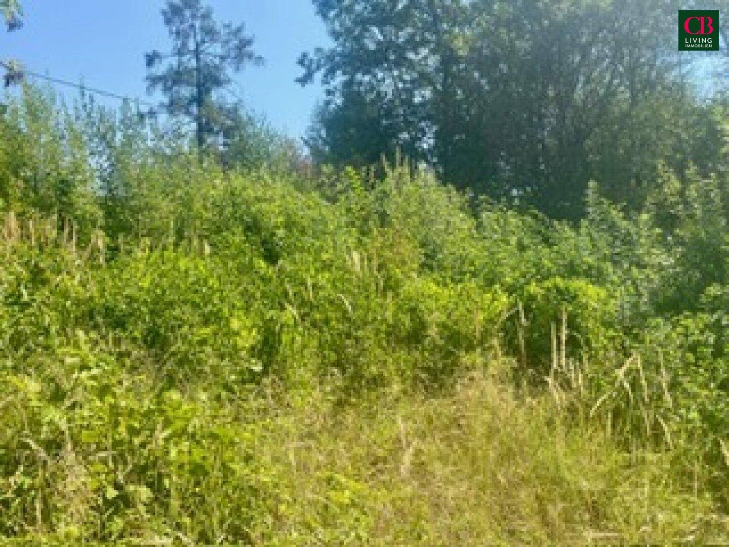 Natürliches Grundstück mit üppiger Vegetation und hohem Gras unter blauem Himmel.