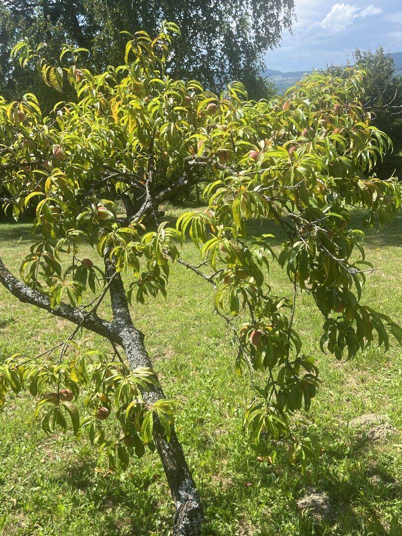 Nahaufnahme eines Obstbaumes mit reifenden Früchten in einem sonnigen Garten.