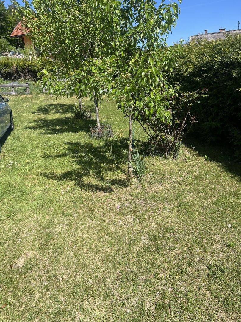 Grüner Rasenbereich mit jungen Bäumen und Sträuchern unter blauem Himmel.