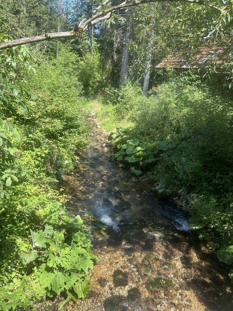 Kleiner Bachlauf fließt durch üppiges Grün und Bäume in einer natürlichen Umgebung.