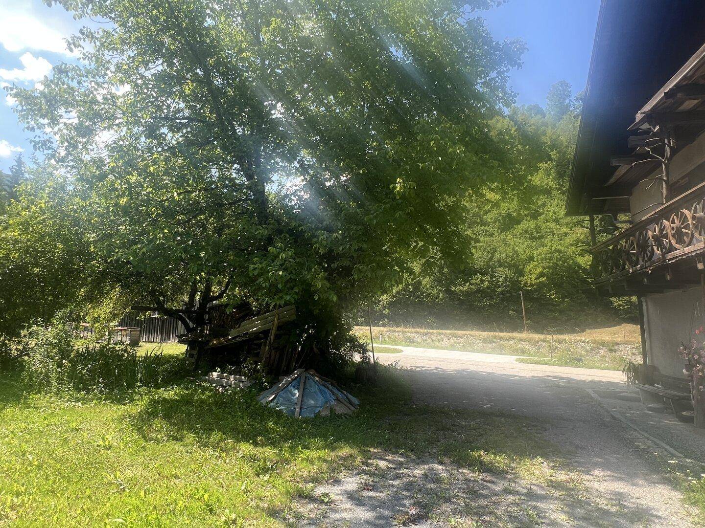 Großer Baum spendet Schatten auf einem Kiesbereich neben einem Gebäude mit traditionellem Holzbalkon.