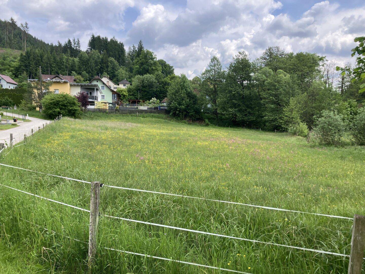Grüne Wiese mit vereinzelten Häusern und dichtem Wald am Hang im Hintergrund unter bewölktem Himmel.