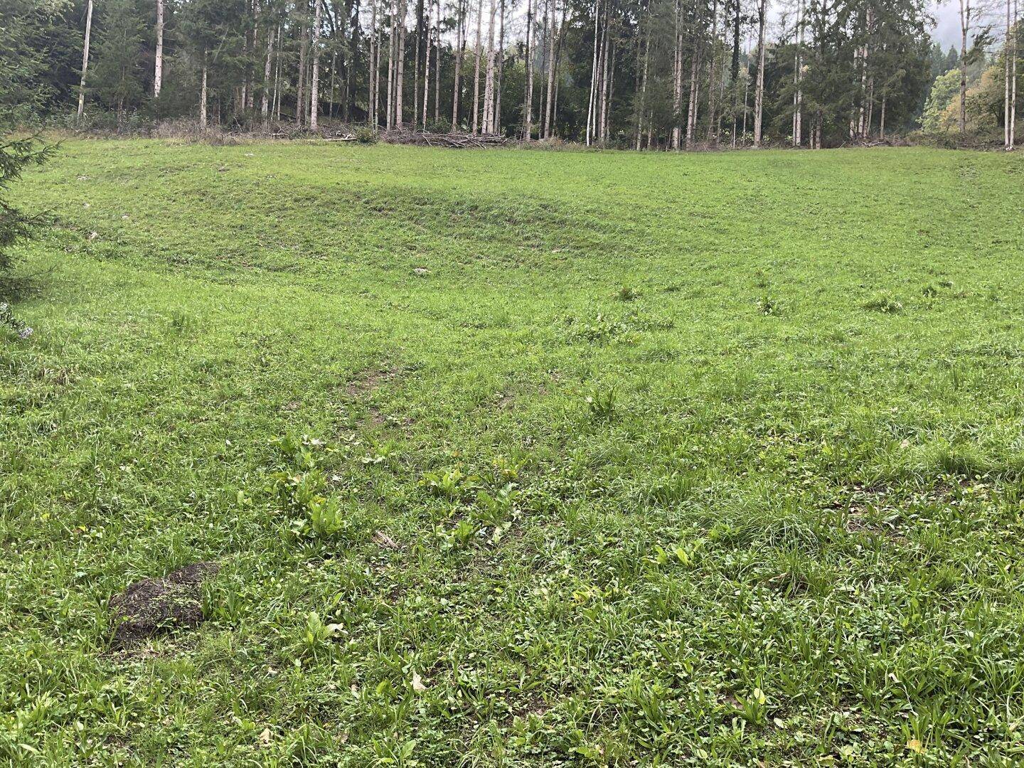 Weitläufige grüne Wiese mit Waldrand im Hintergrund unter bewölktem Himmel.
