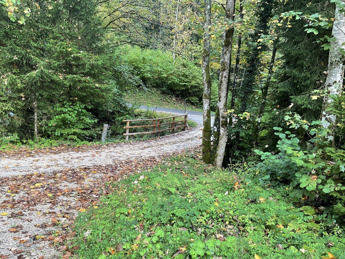 Schotterweg führt durch dichten Wald zu einer kleinen Holzbrücke über einen Bach.