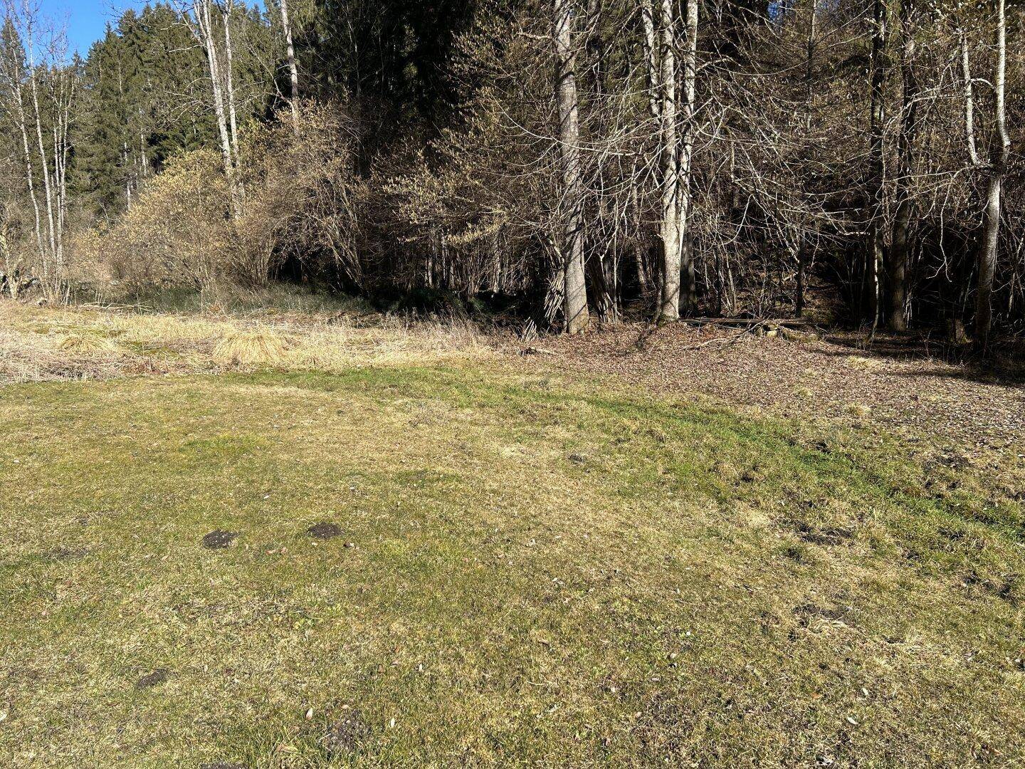 Grüne Wiese mit Bäumen im Hintergrund, die eine natürliche und ruhige Umgebung schafft.