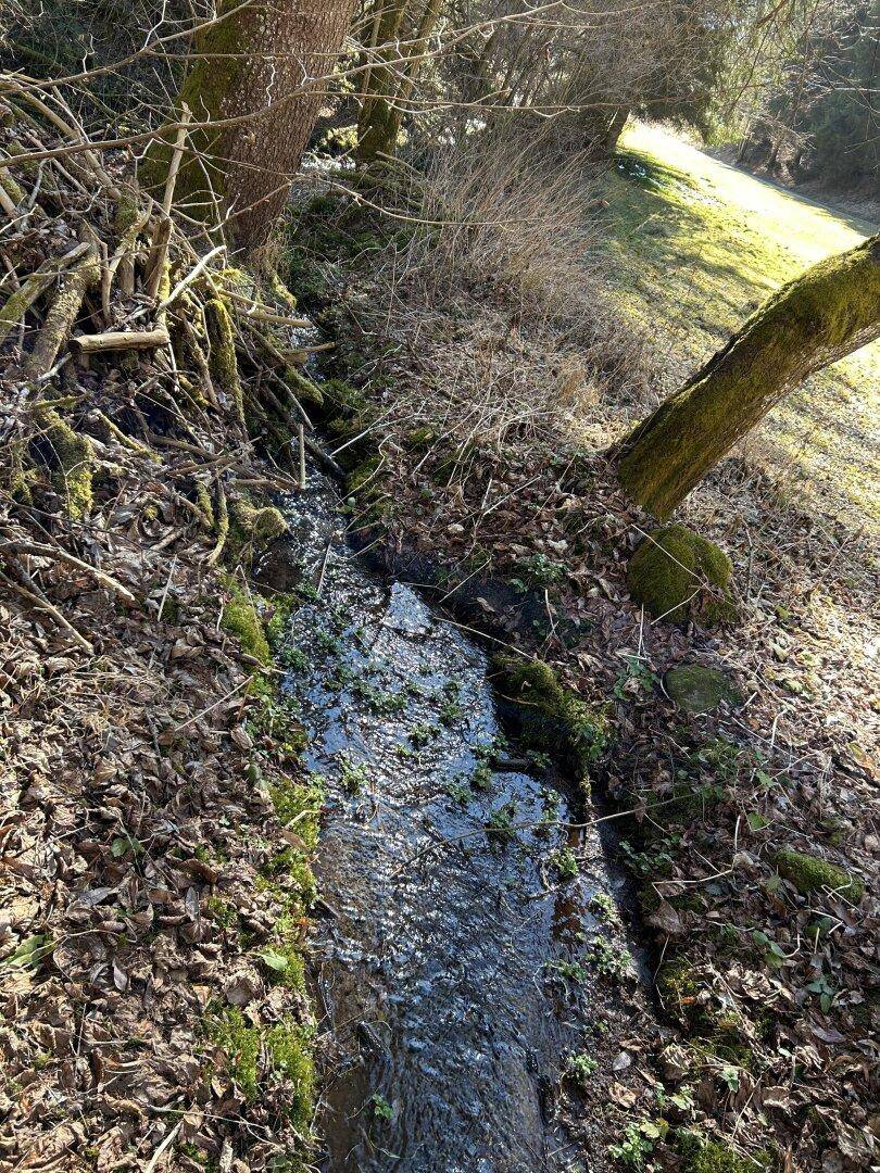 Kleiner Bach fließt durch ein bewaldetes Gebiet mit moosbewachsenen Bäumen und Laub am Boden.
