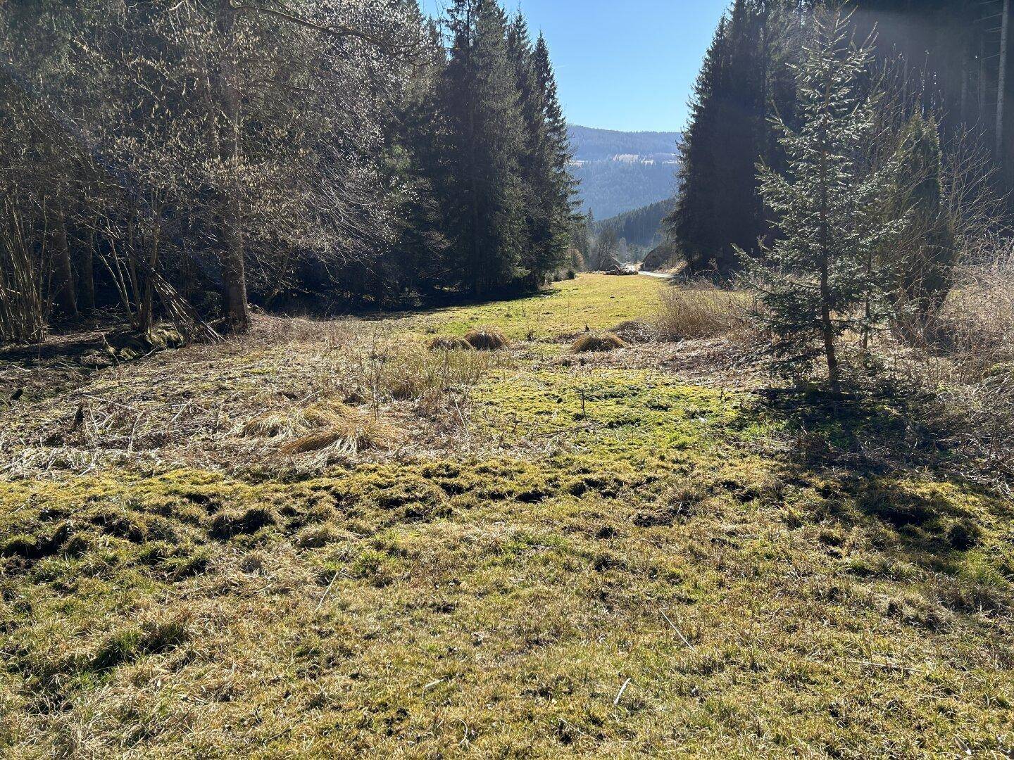 Weitläufige Wiesenfläche mit Blick auf die umliegenden Wälder und Berge in der Ferne.