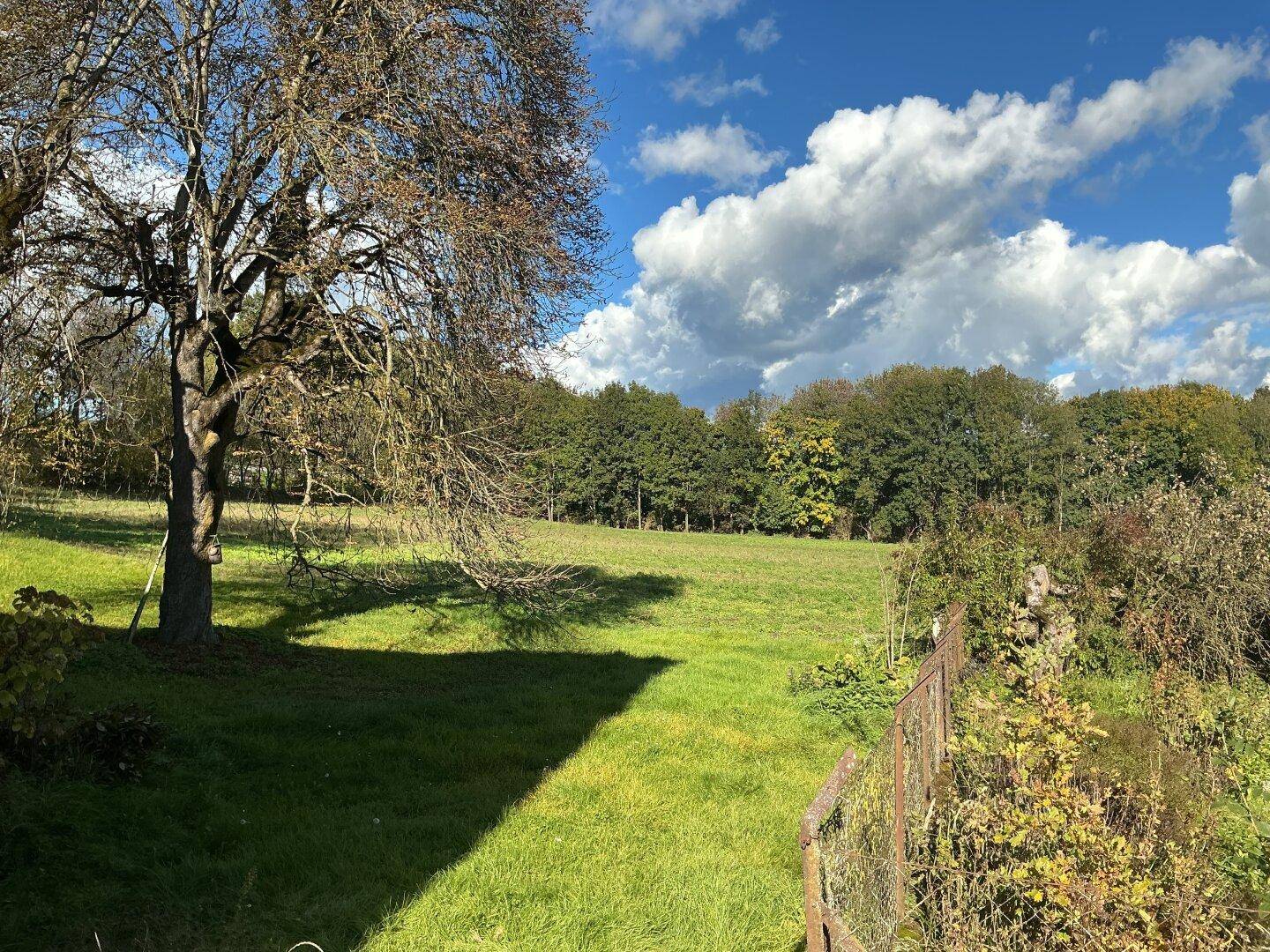 Weitläufige grüne Wiese mit Bäumen und Waldrand unter einem strahlend blauen Himmel.