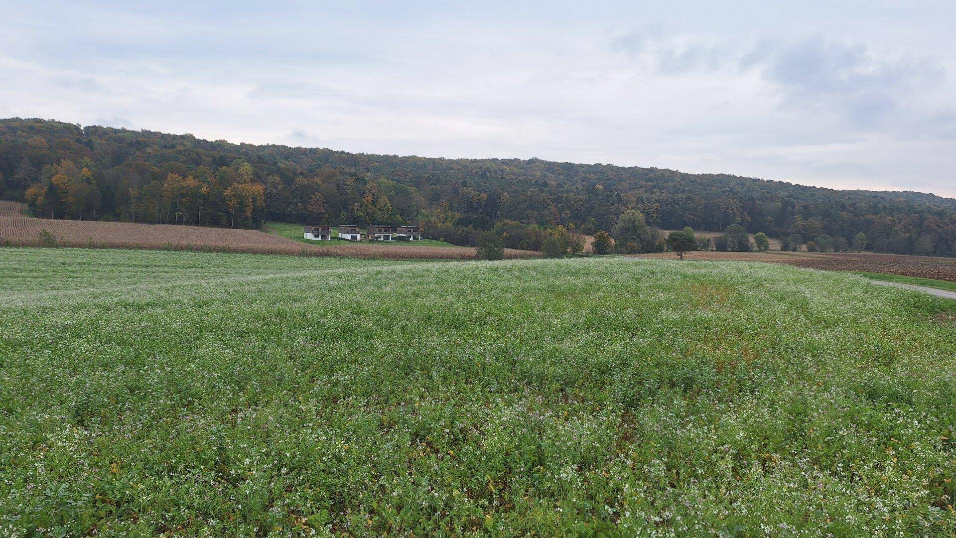 Weitläufiges grünes Feld mit Wald im Hintergrund und einigen Häusern am Waldrand unter bewölktem Himmel.