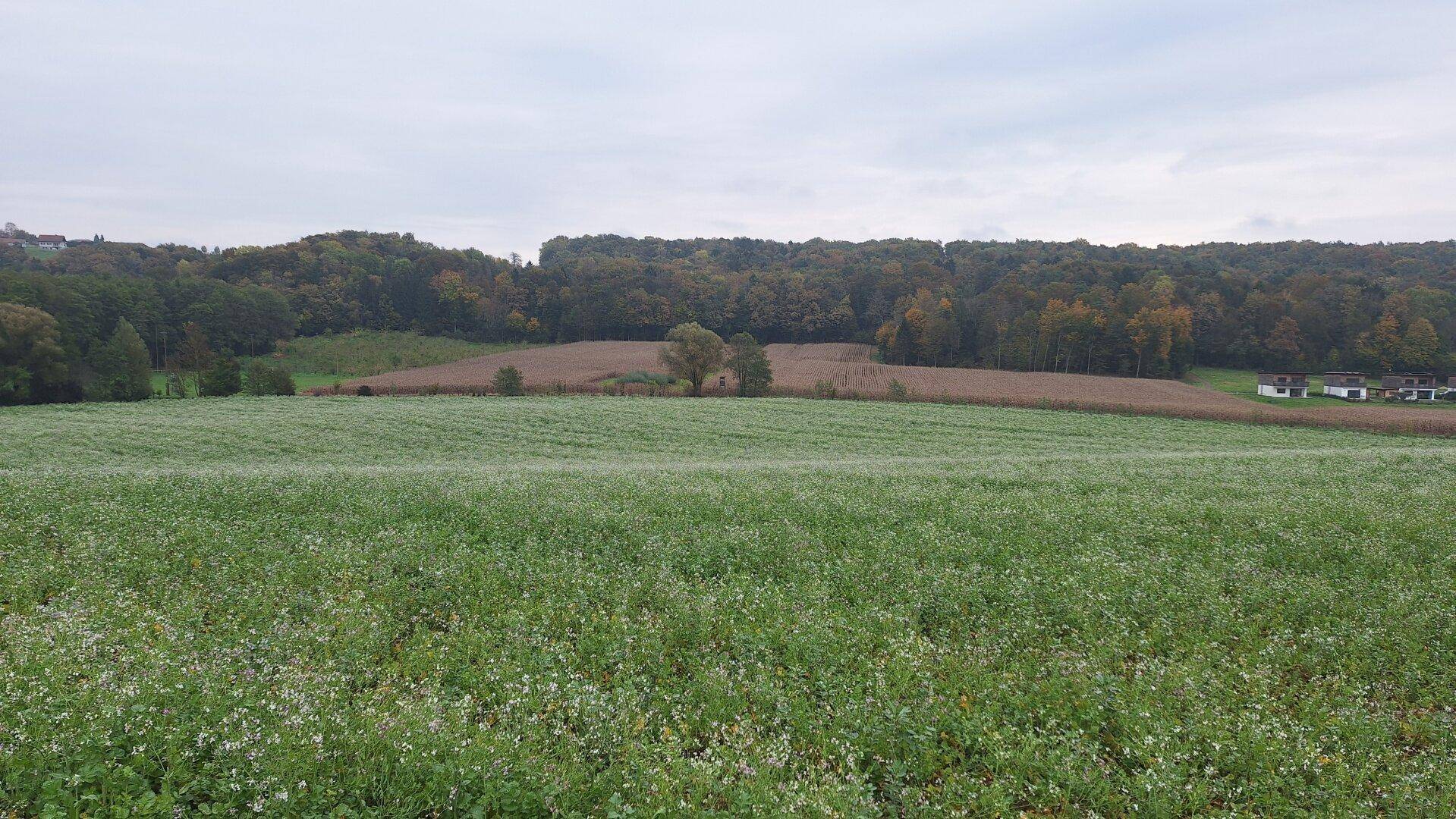 Ausgedehntes grünes Feld mit einem Waldstreifen und vereinzelten Häusern in der Ferne unter grauem Himmel.