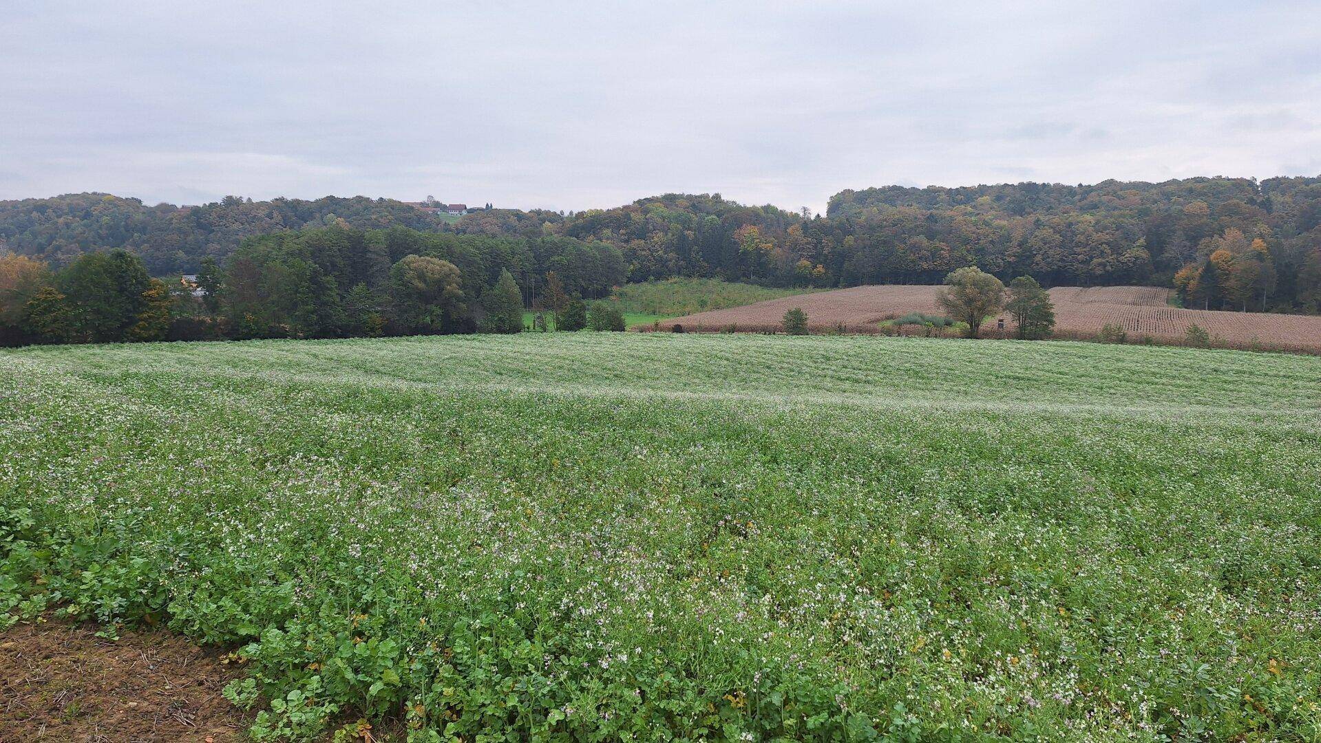 Panoramablick über ein weites grünes Feld, begrenzt von einem dichten Wald und einigen Häusern am Horizont.