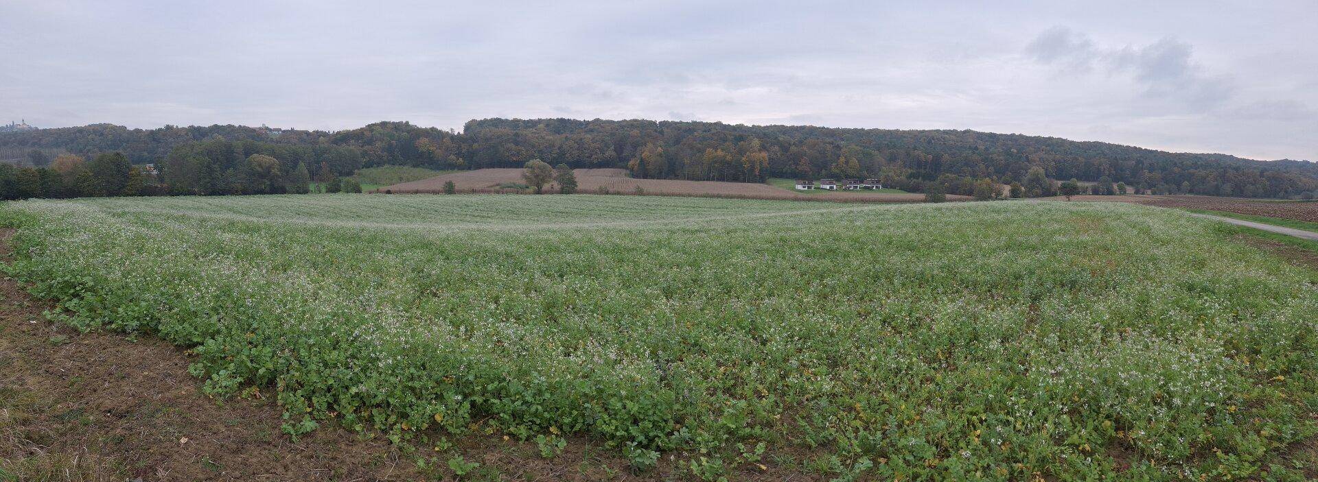 Breiter Panoramablick über ein großes grünes Feld, umgeben von Wäldern und ländlicher Bebauung in der Ferne.