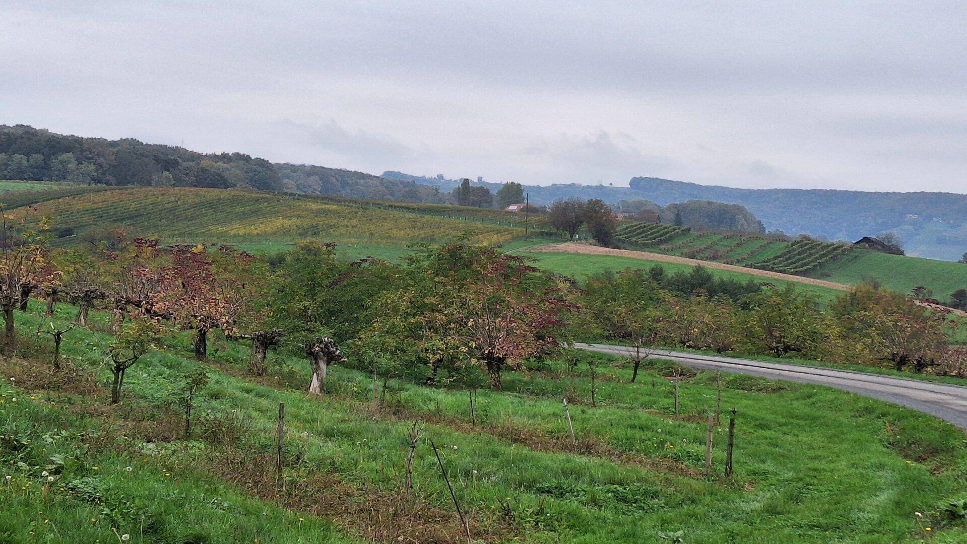Landstraße schlängelt sich durch eine grüne, hügelige Landschaft mit Bäumen und Weinreben unter bewölktem Himmel.