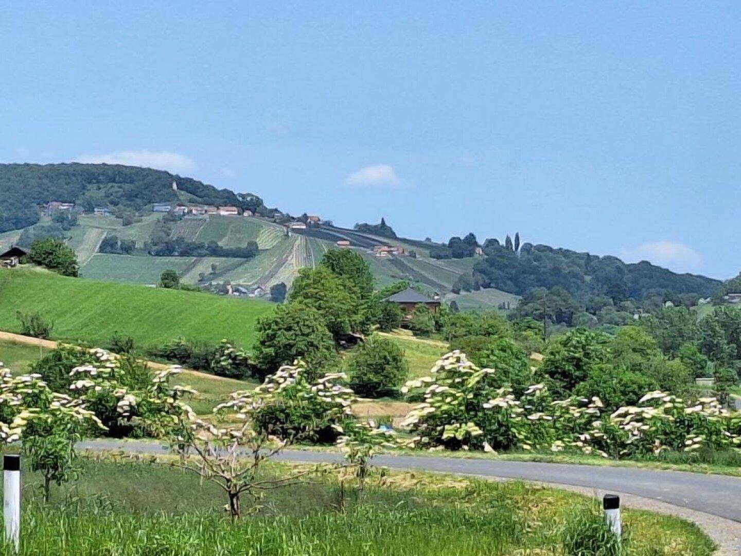 Landstraße mit blühenden Sträuchern im Vordergrund, die zu einer hügeligen Landschaft mit Weinbergen führt.