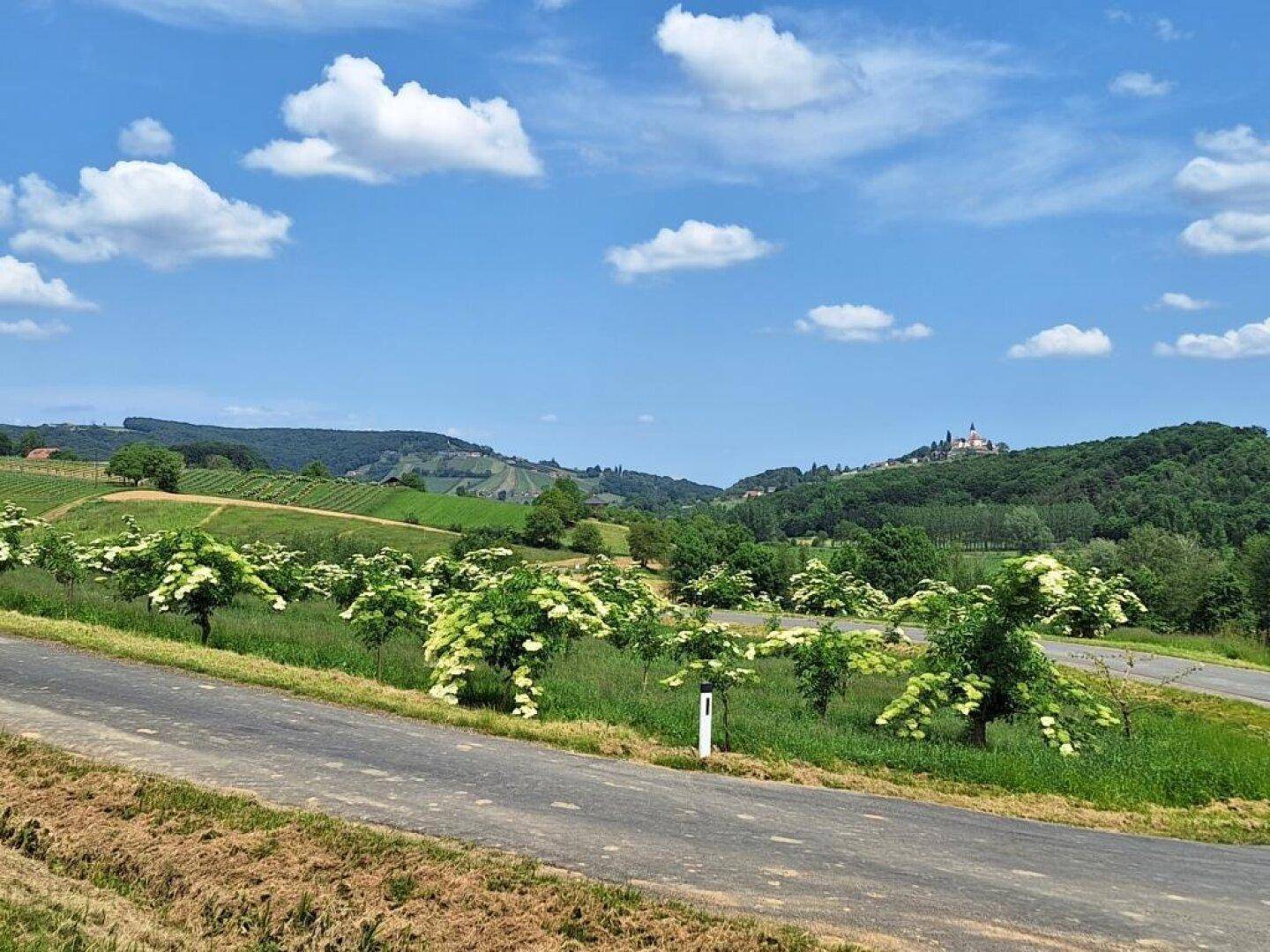 Landstraße mit blühenden Bäumen im Vordergrund, die zu einer malerischen Hügellandschaft mit einer Kirche führt.