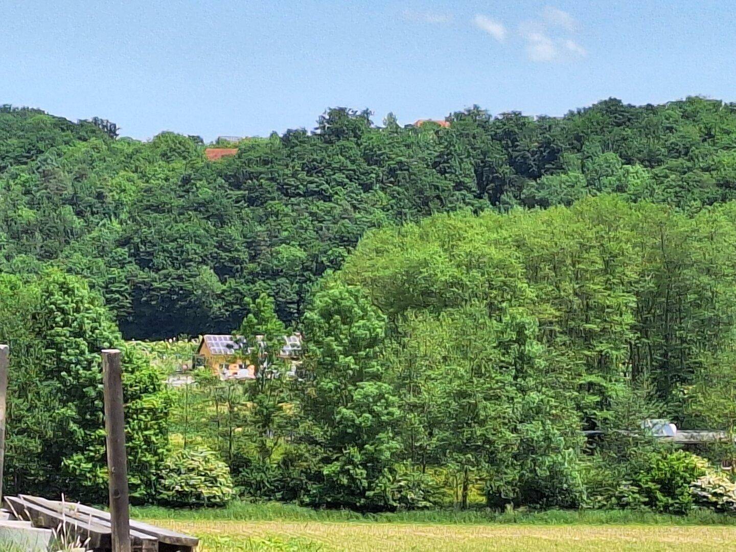 Dichter Wald mit vereinzelten Häusern, die durch die Bäume in der Ferne sichtbar sind, unter blauem Himmel.
