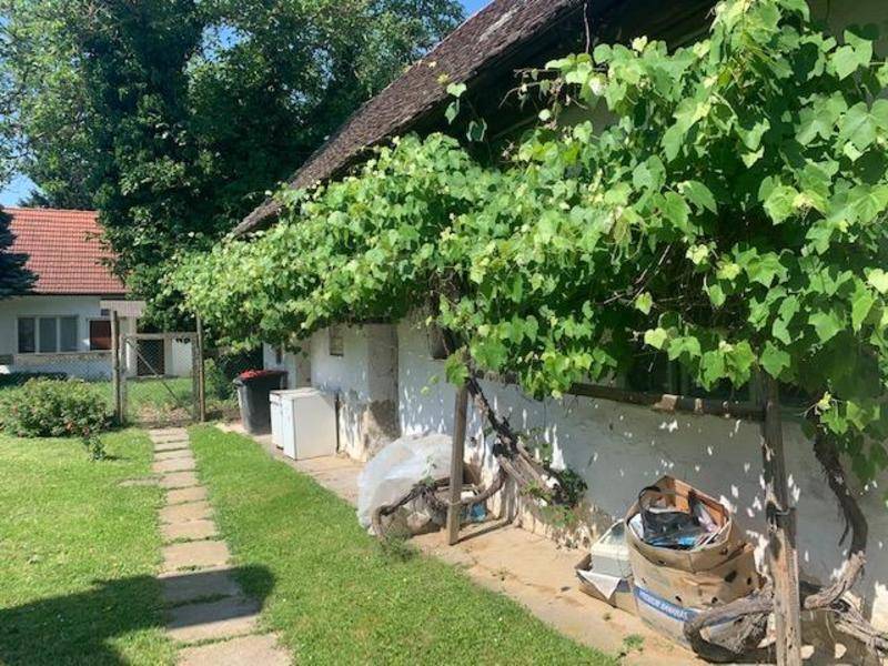 Grüner Gartenweg entlang einer Hauswand, die von üppigen Weinreben bewachsen ist.