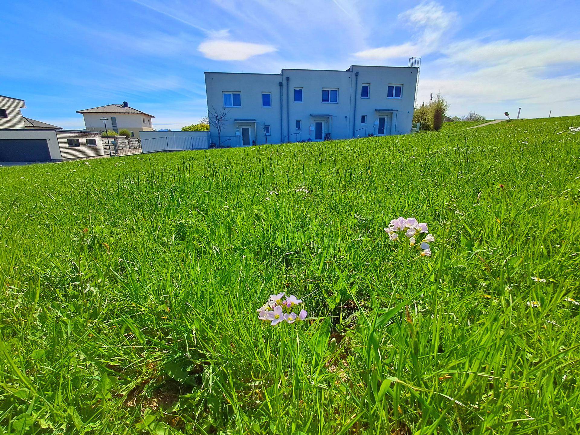 Weitläufige grüne Wiese mit kleinen Blumen und modernen Wohngebäuden im Hintergrund.