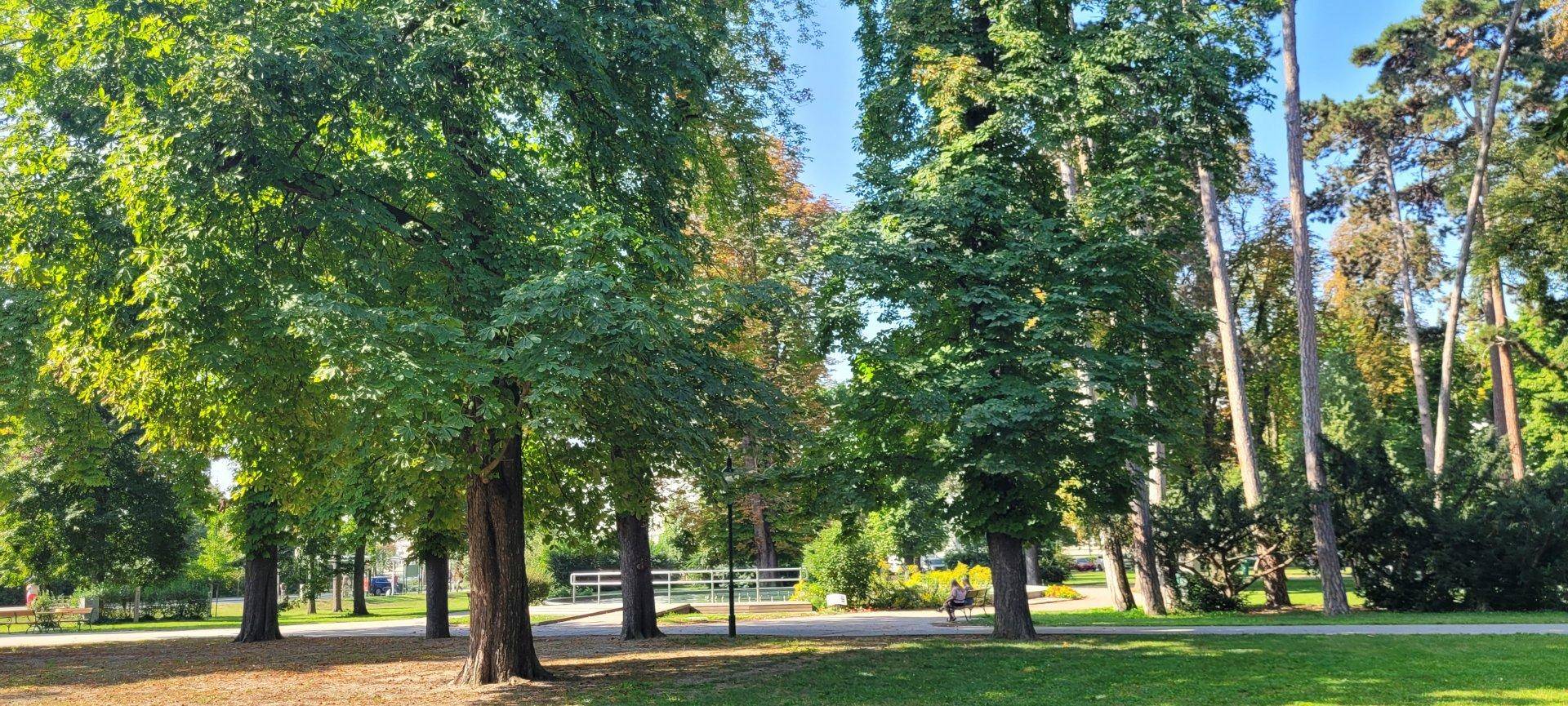 Grüner Park mit hohen Bäumen und sonnigen Rasenflächen, ideal zur Erholung.