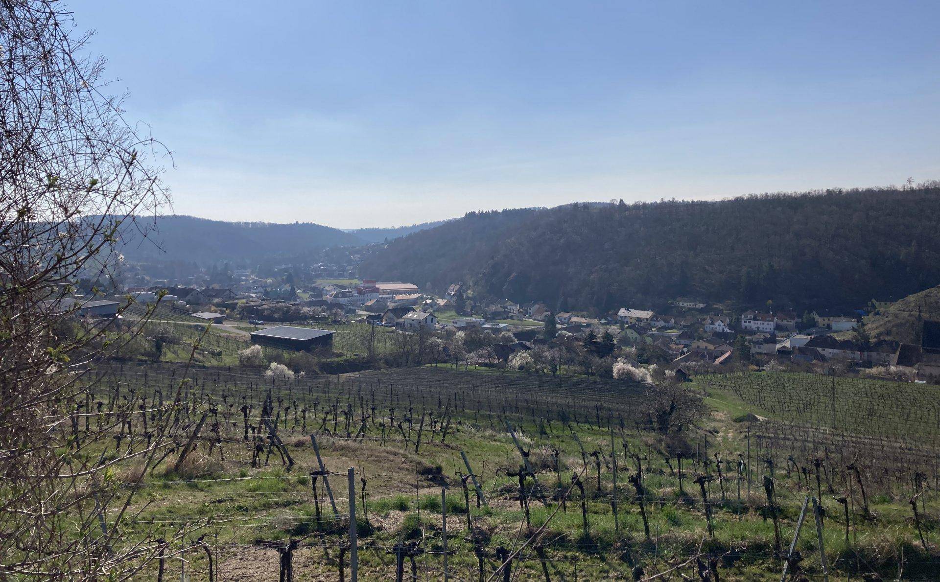 Panoramablick auf eine ländliche Landschaft mit Weinreben, einem Dorf und sanften Hügeln.