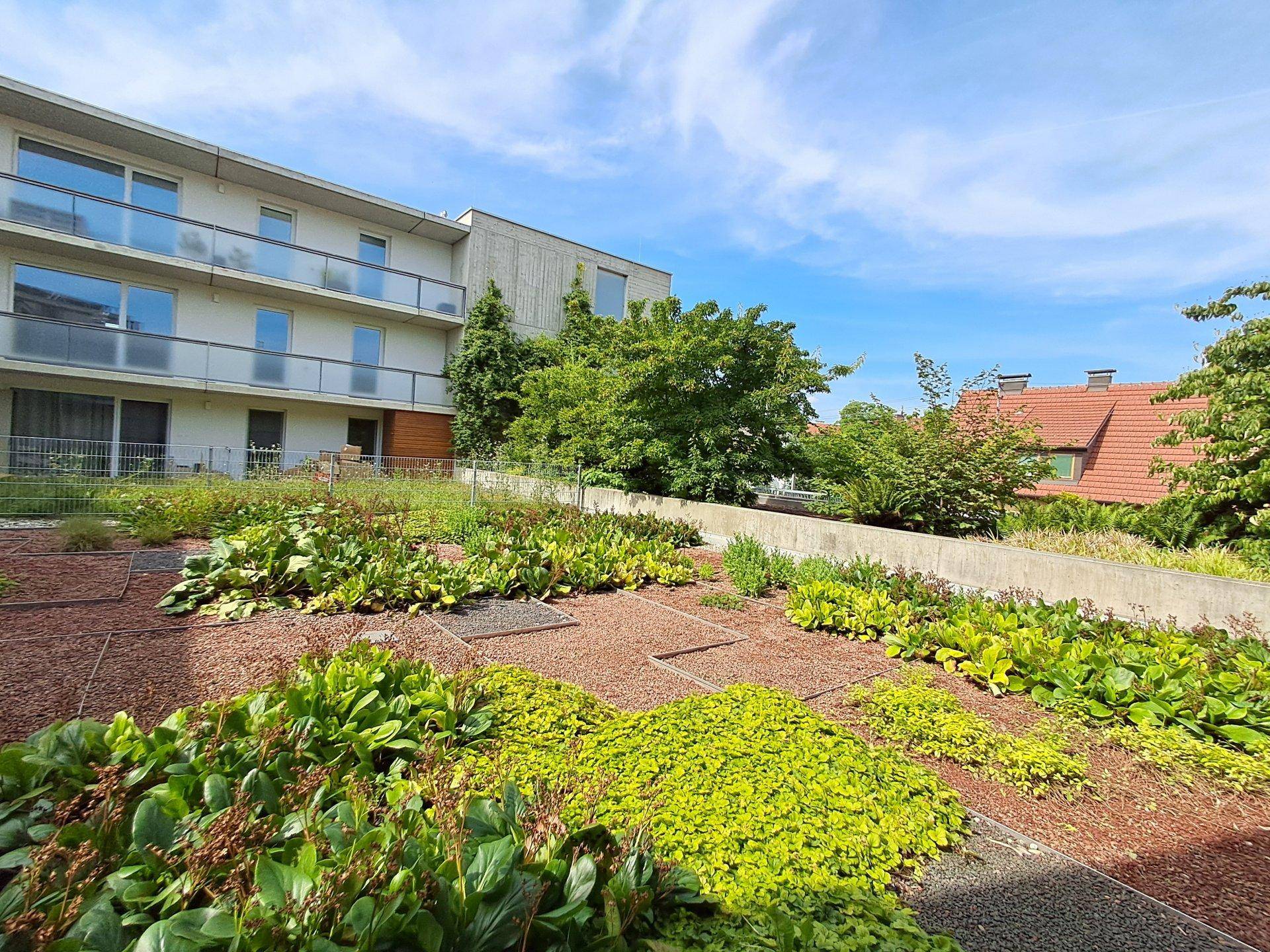 Gepflegter Gemeinschaftsgarten mit verschiedenen Pflanzen und Kieswegen.