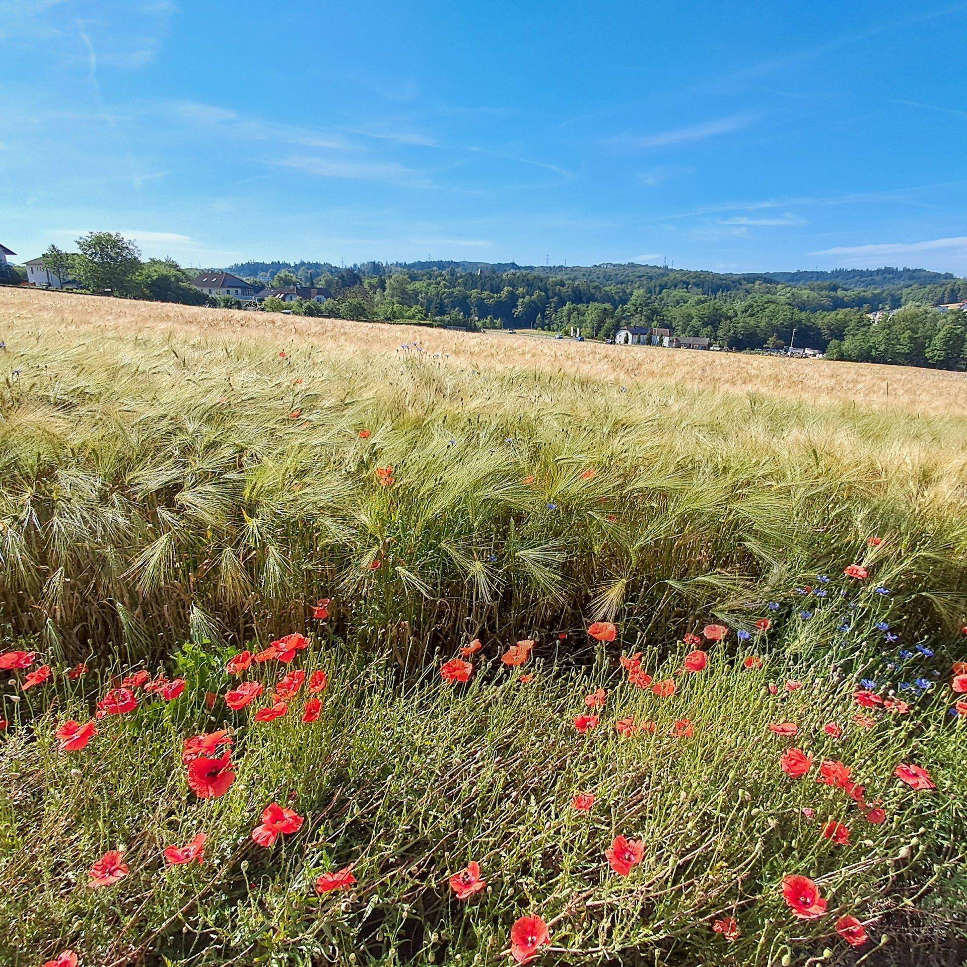Malerisches Feld mit roten Mohnblumen und grünen Gräsern unter einem strahlend blauen Himmel.