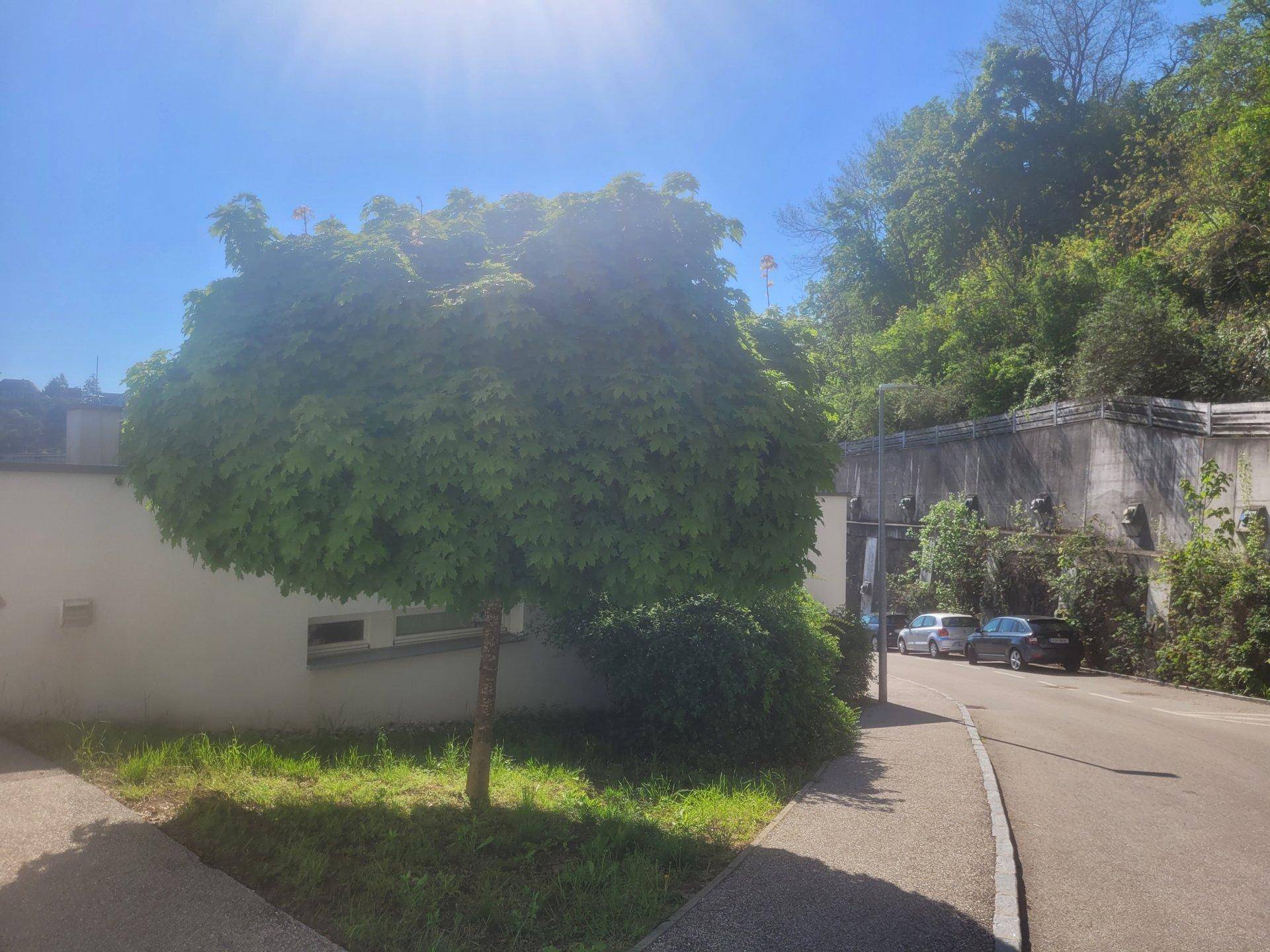 Straße mit einem runden Baum im Vordergrund, umgeben von einem weißen Gebäude und einer begrünten Mauer.