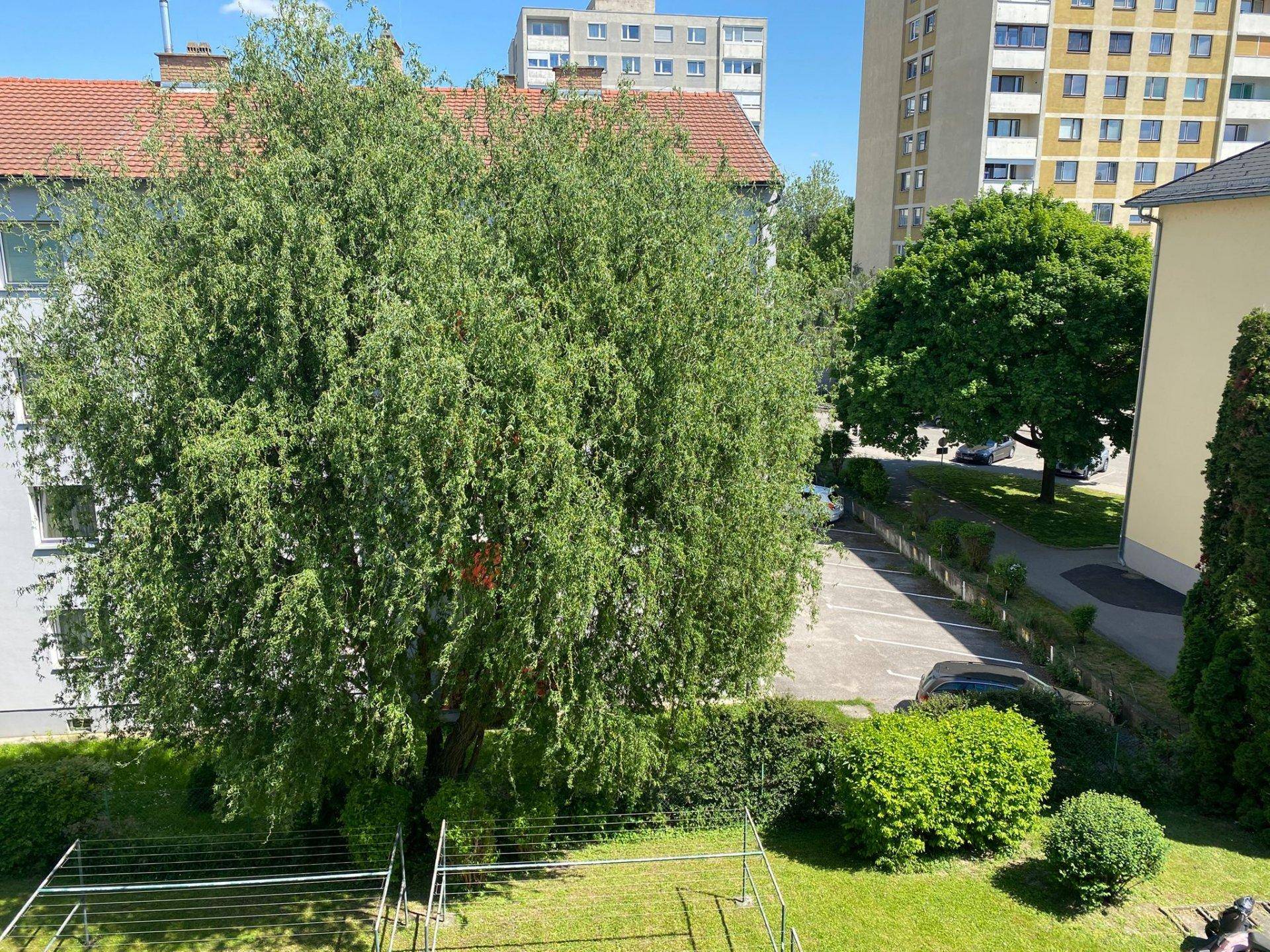 Blick von oben auf eine grüne Fläche mit großem Baum, Wäscheständer und Parkplatz im Hintergrund.