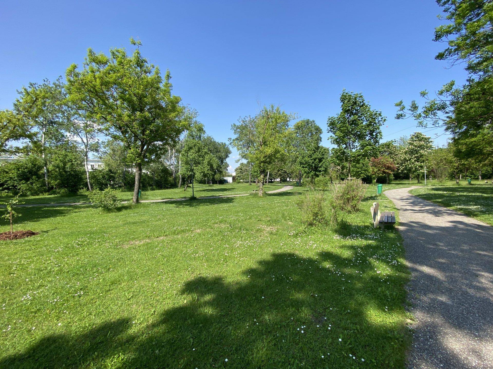 Weitläufige Grünfläche mit vielen Bäumen und einem Spazierweg unter blauem Himmel.