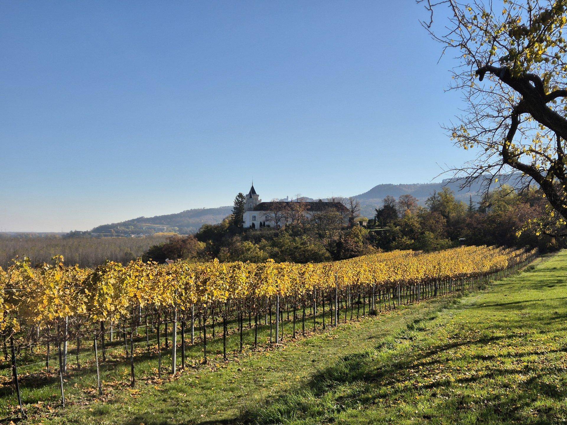 Weitläufige Weinberge in herbstlichen Farben mit einem historischen Gebäude am Horizont.